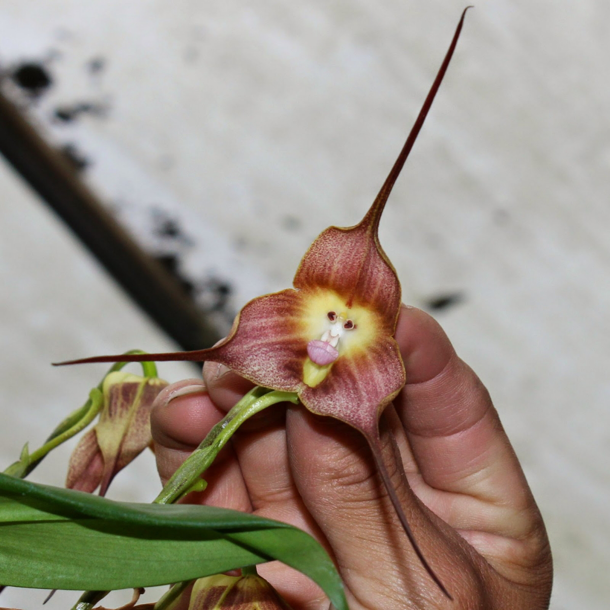 monkey face orchid flower