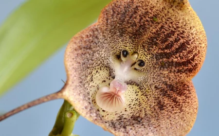 monkey faced orchid unique