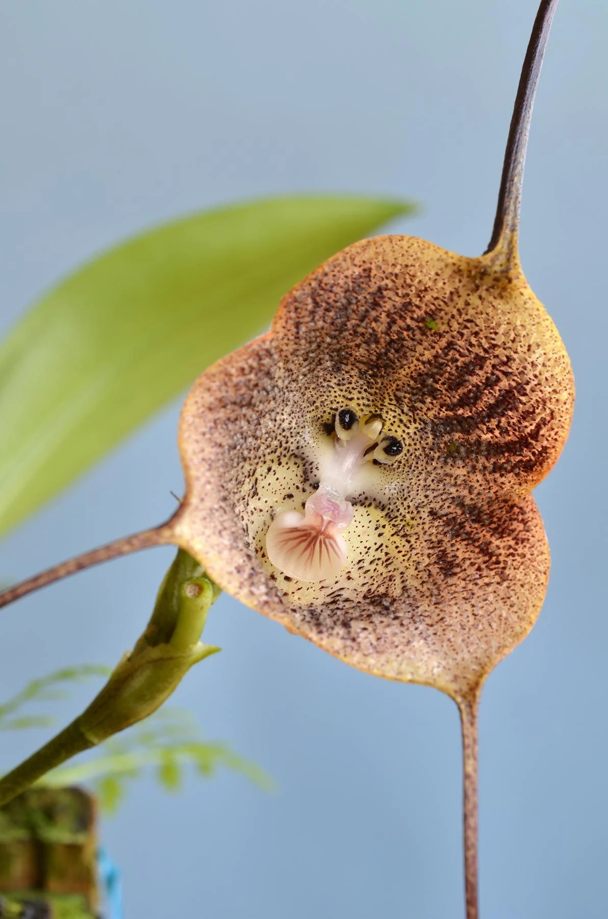 monkey faced orchid unique
