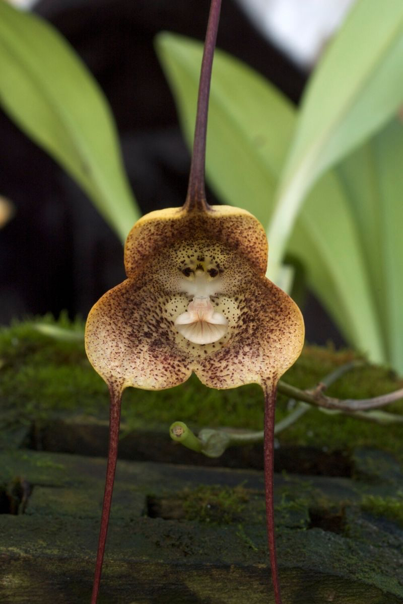 monkey flower orchid plant