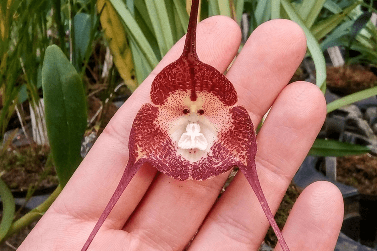 monkey orchid plant small