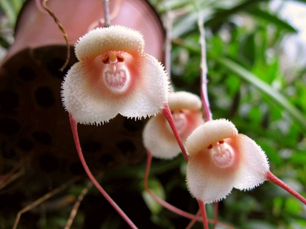 orchid that looks like a monkey face