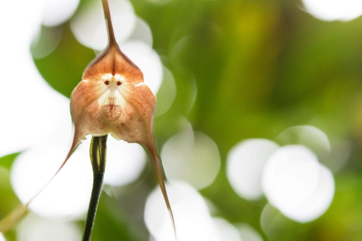 orchids that look like monkey faces