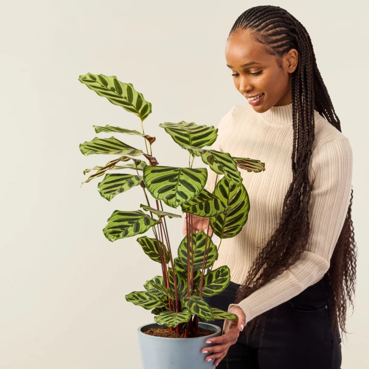 peacock plant propagation.jpg