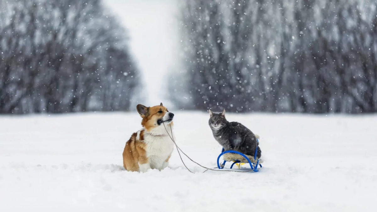 How To Keep Your Pets Happy: 7 Tips For Pet Safety In Winter