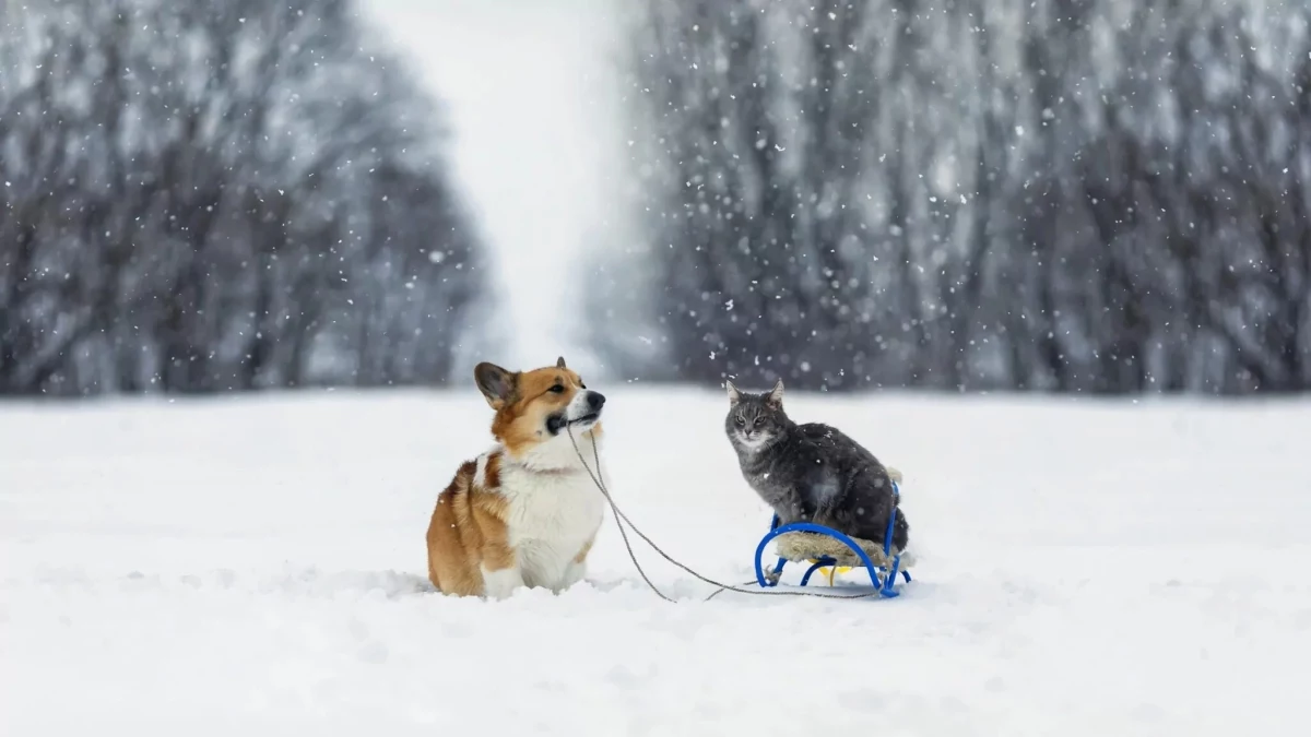 pet safety in winter dog and cat in winter