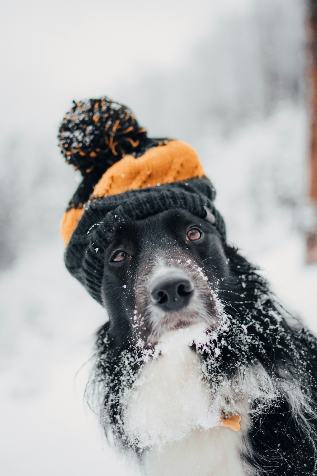 pet safety in winter dog with hat on