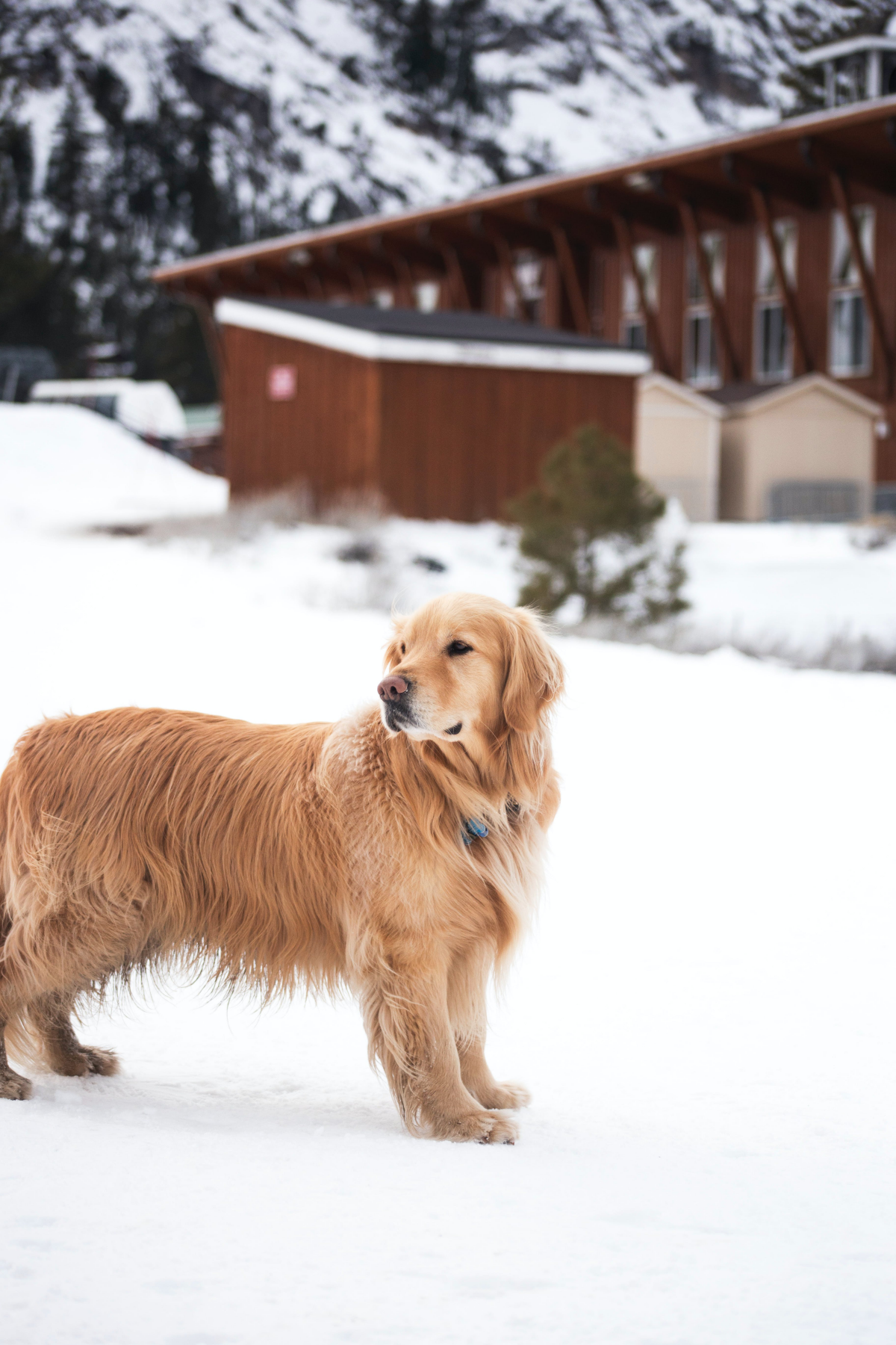pet safety in winter golden retriever in snow