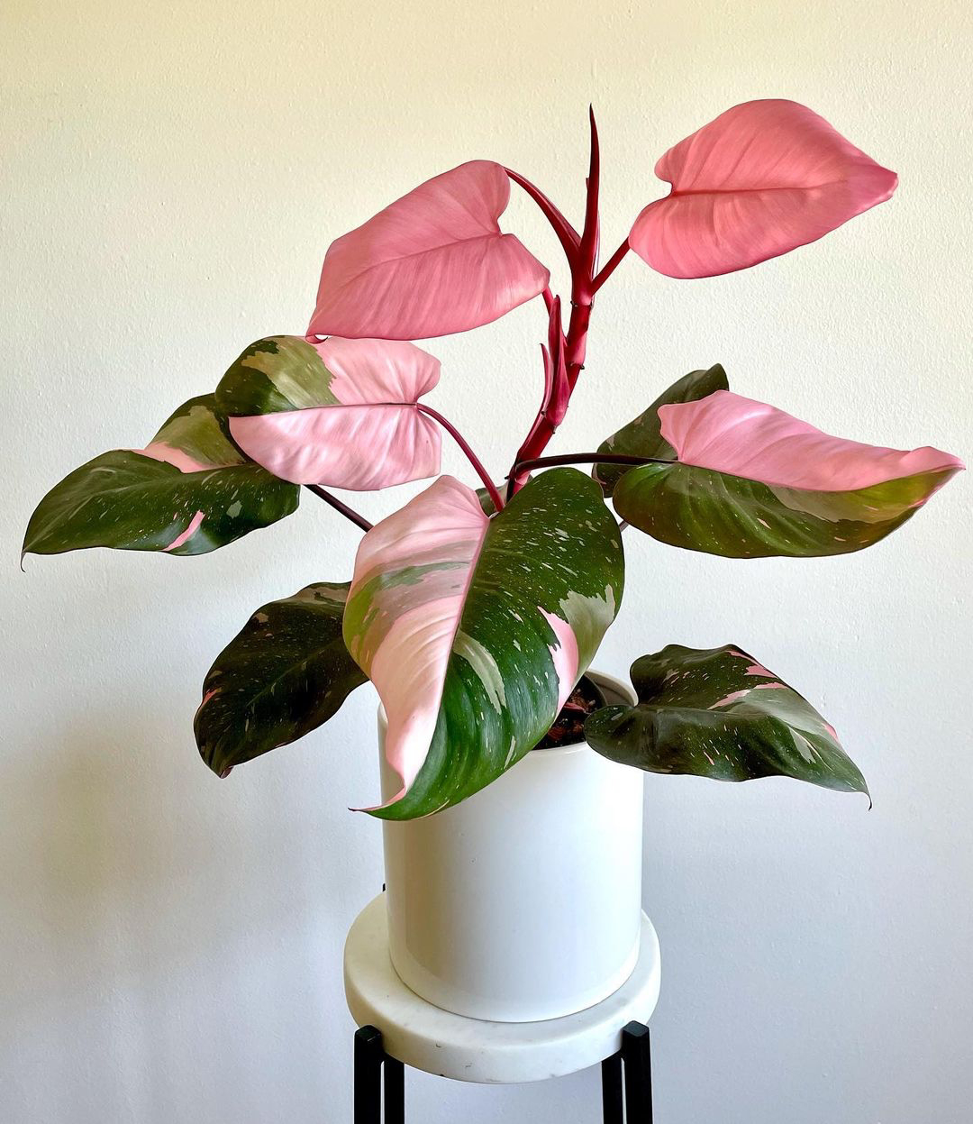 pink princess philodendron care