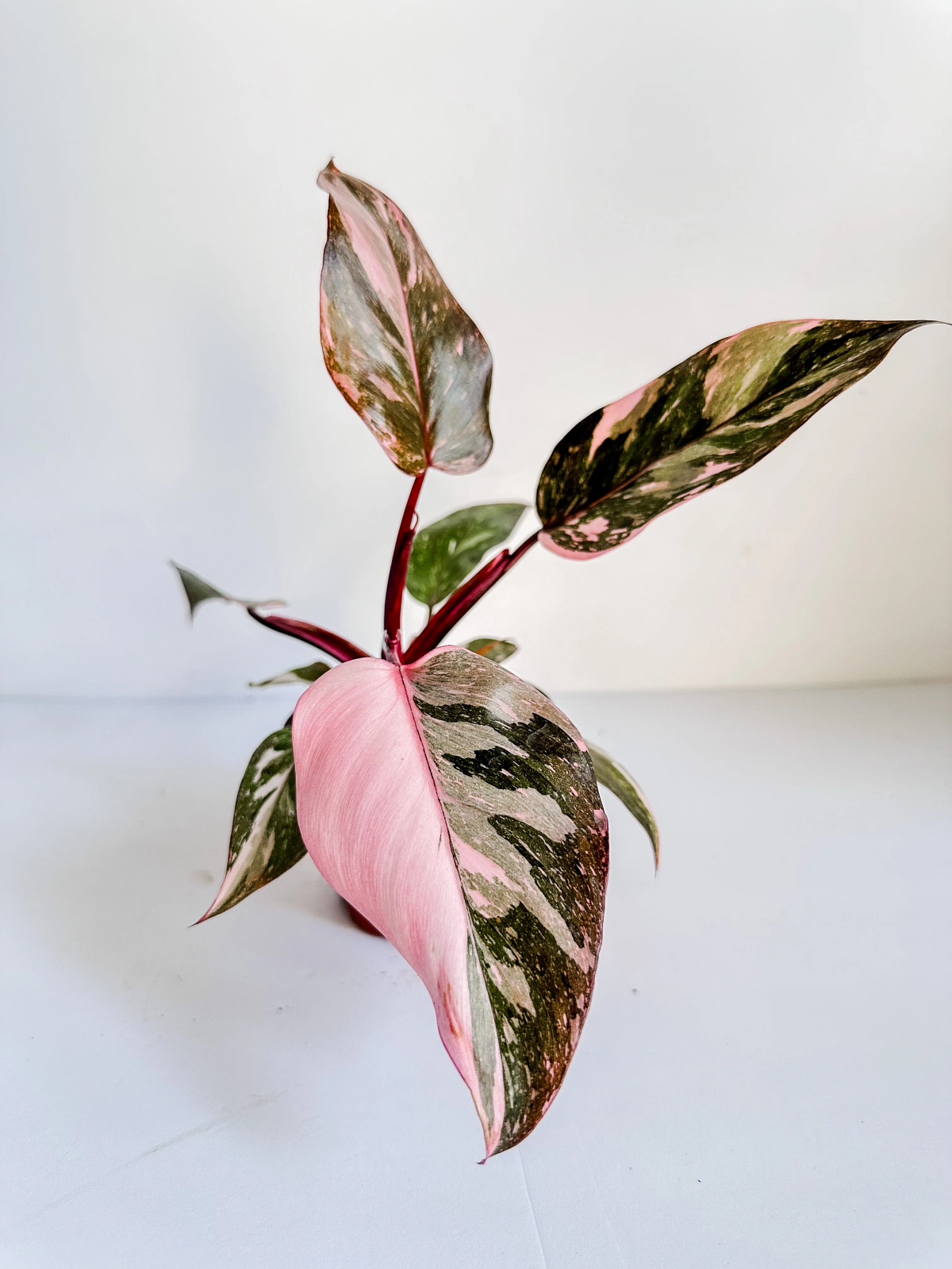 pink princess philodendron plant.jpg