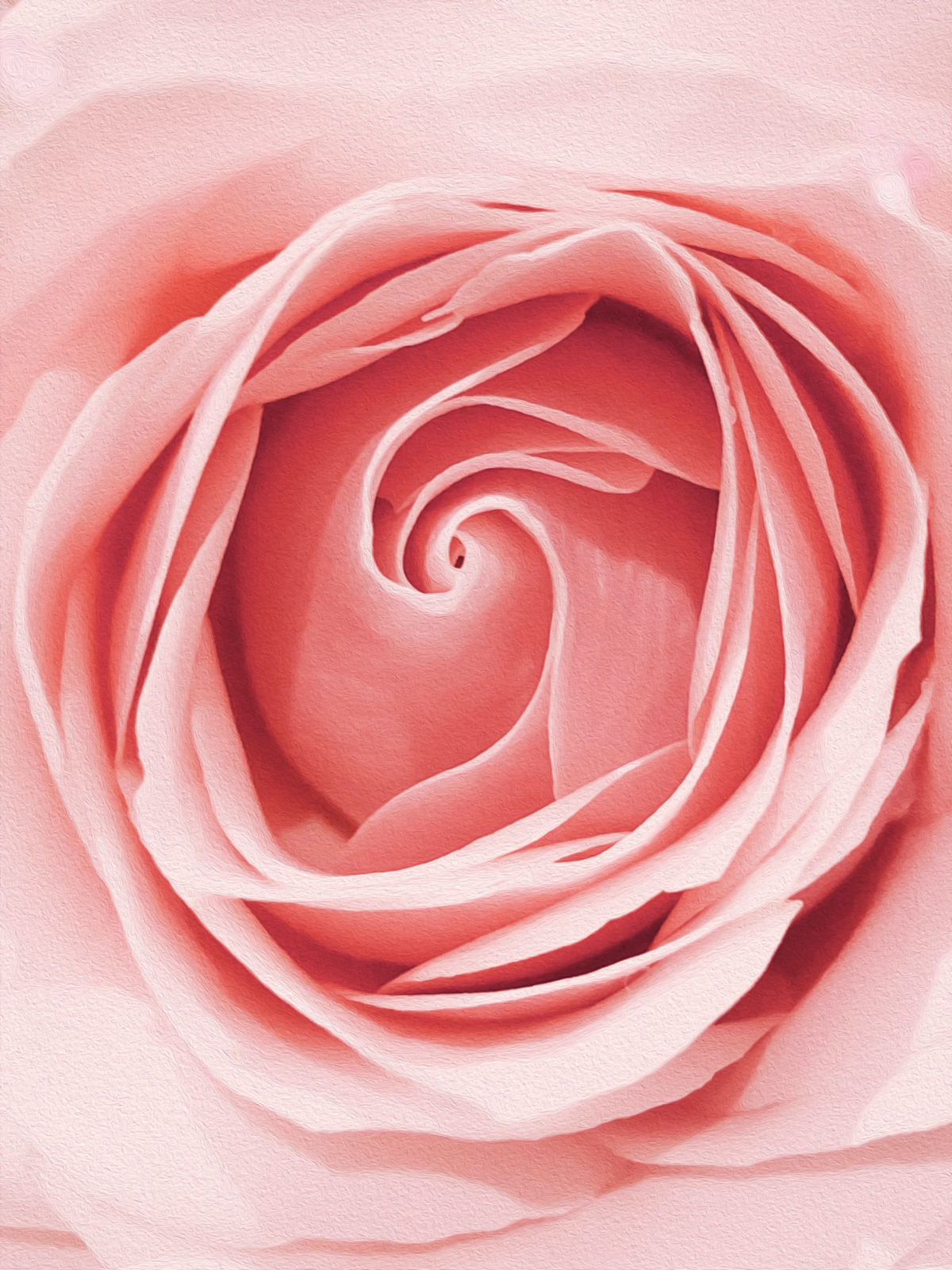 pink rose up close