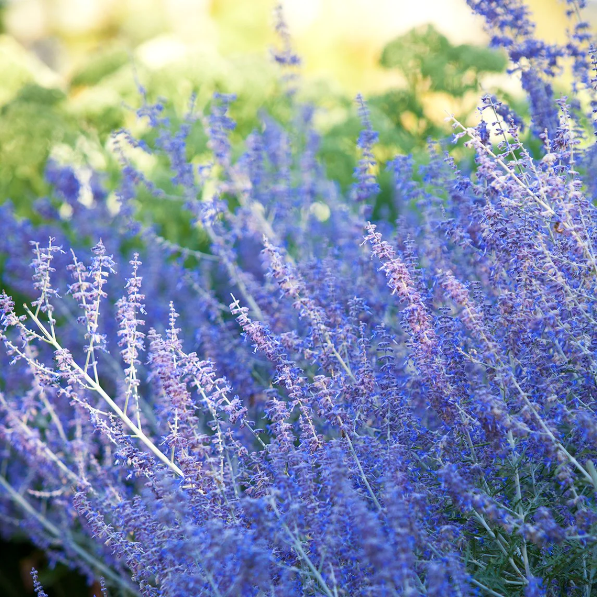 pink russian sage flowers