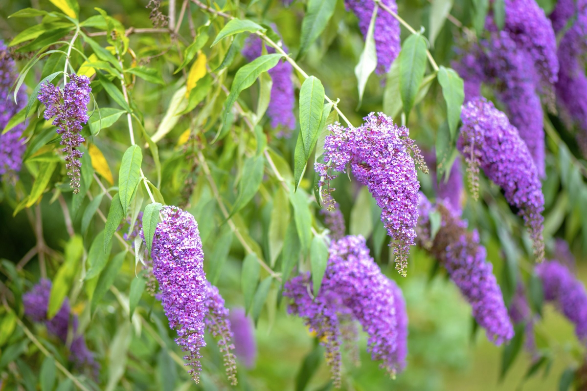 protecting butterfly bushes through cold winters