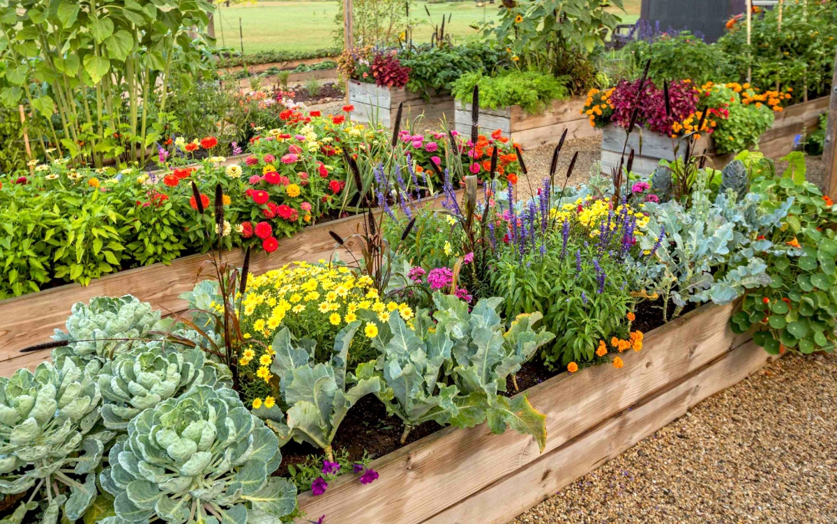 raised bed gardening how to