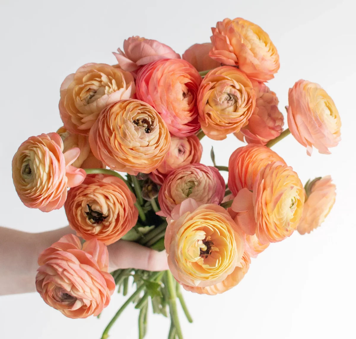 The Ultimate Guide To Growing And Caring For A Ranunculus Flower
