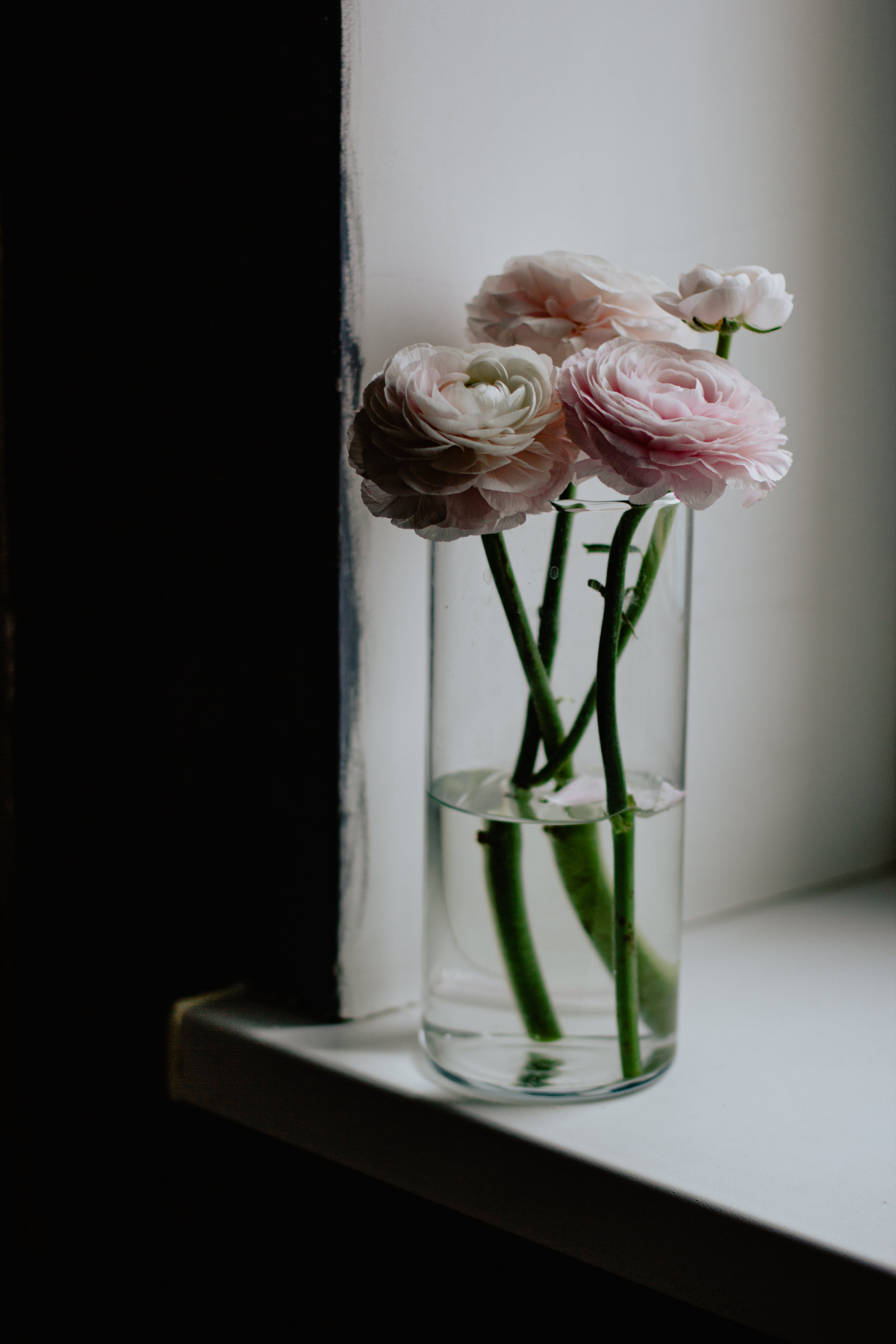 ranunculus flowers in vase