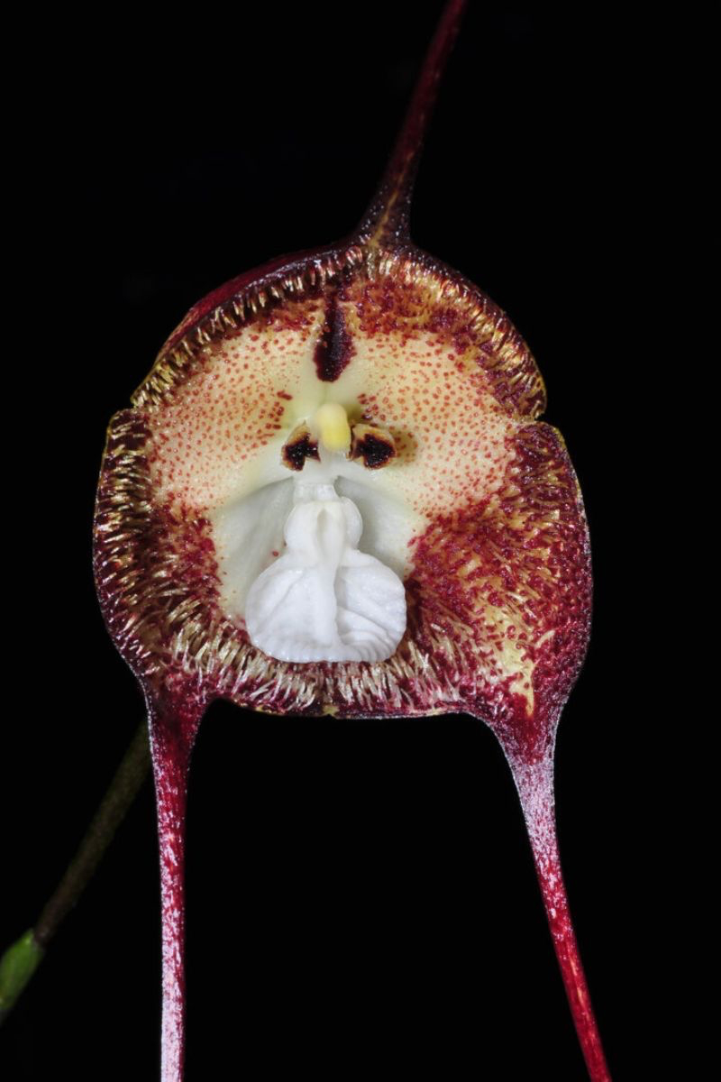 rare orchids look like monkey faces