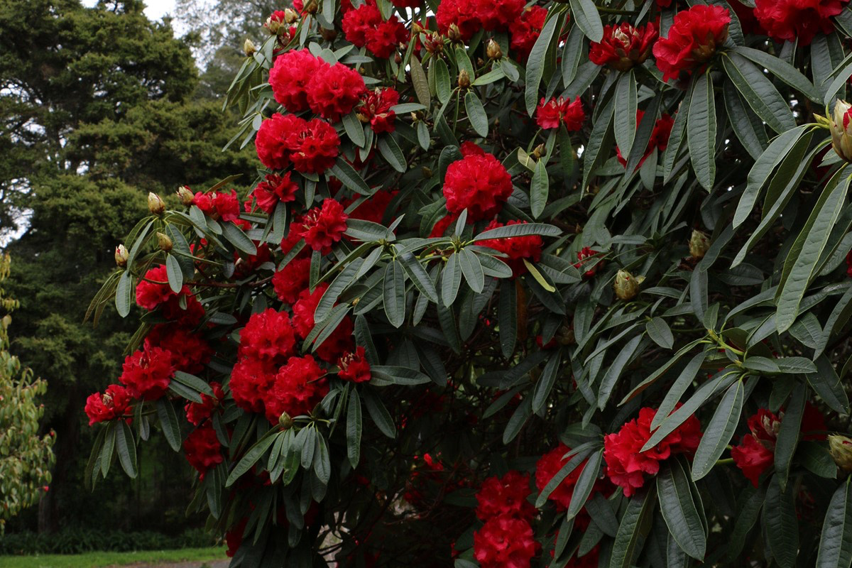 red rhododendron bush