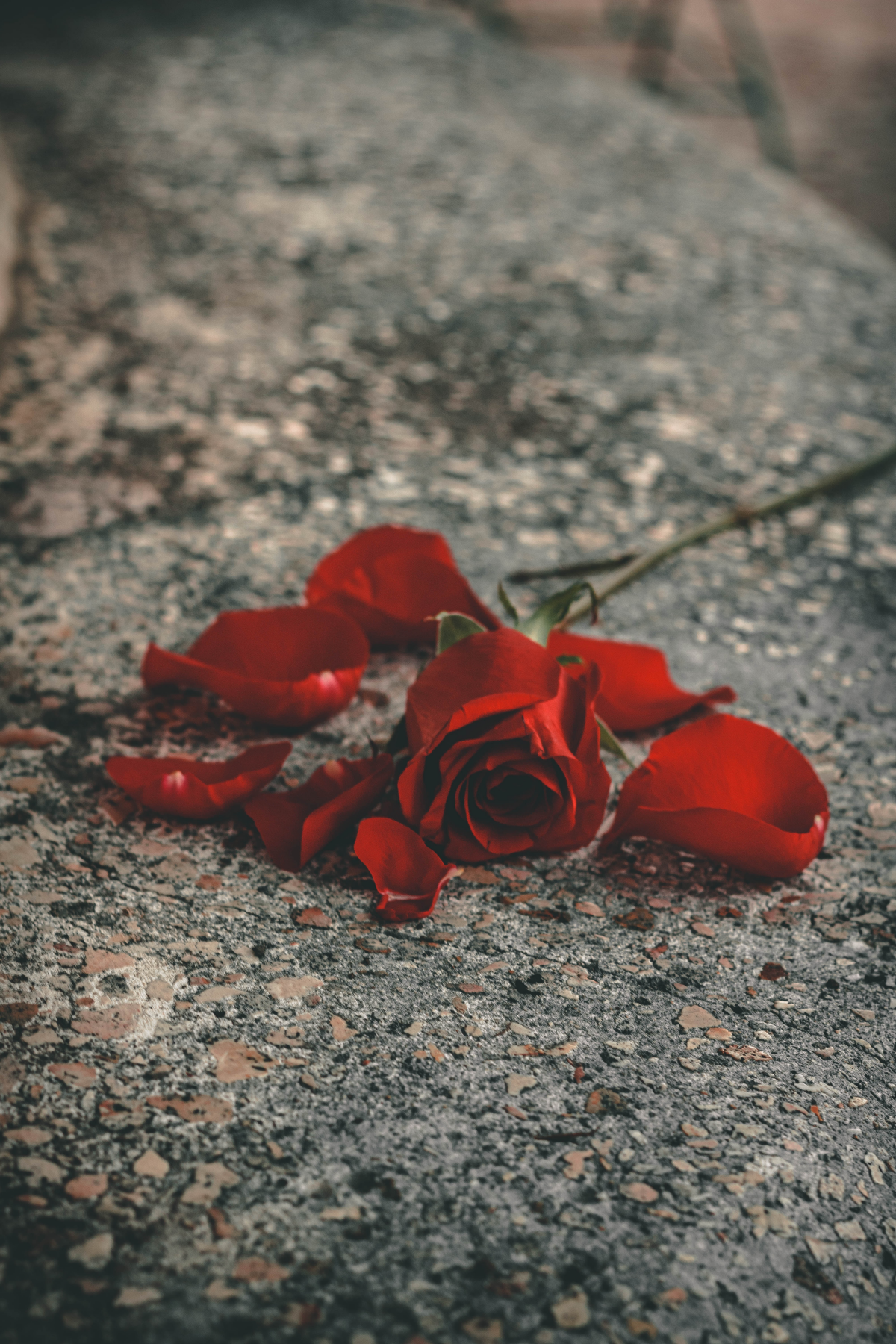 red roses on concrete