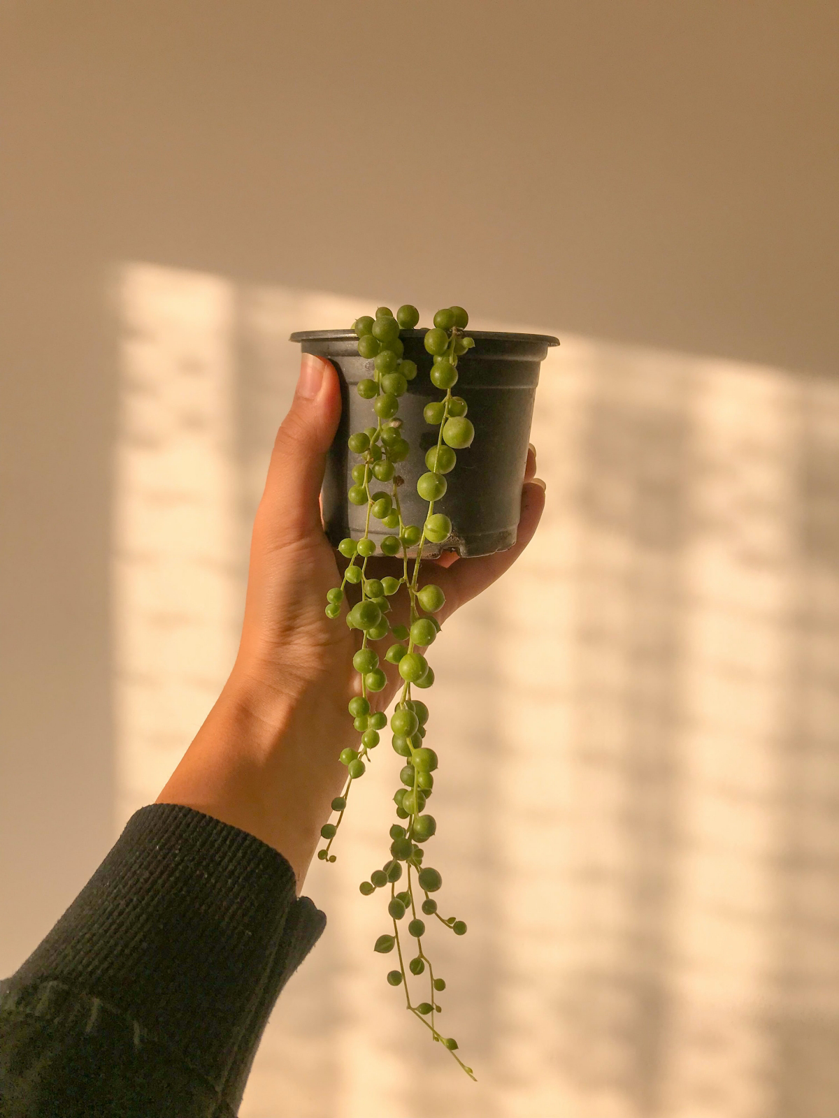 repotting string of pearls