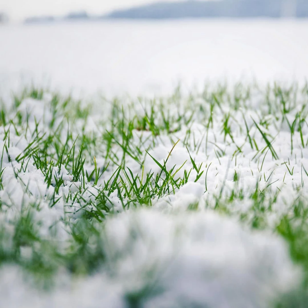 snow on winter lawn