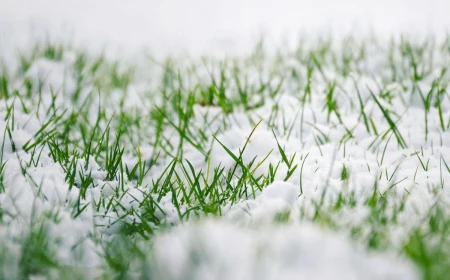 snow on winter lawn