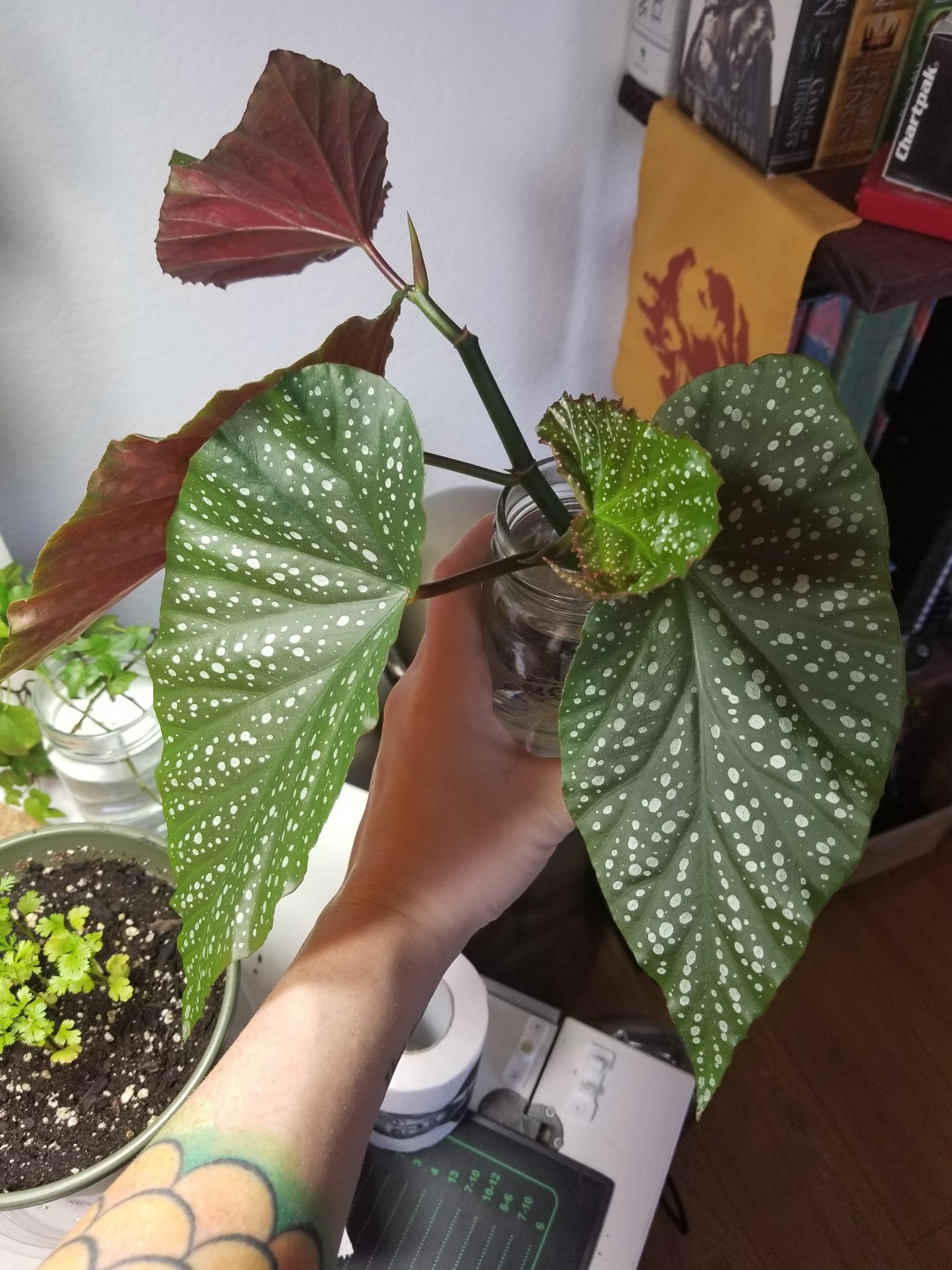 spotted angel wing begonia
