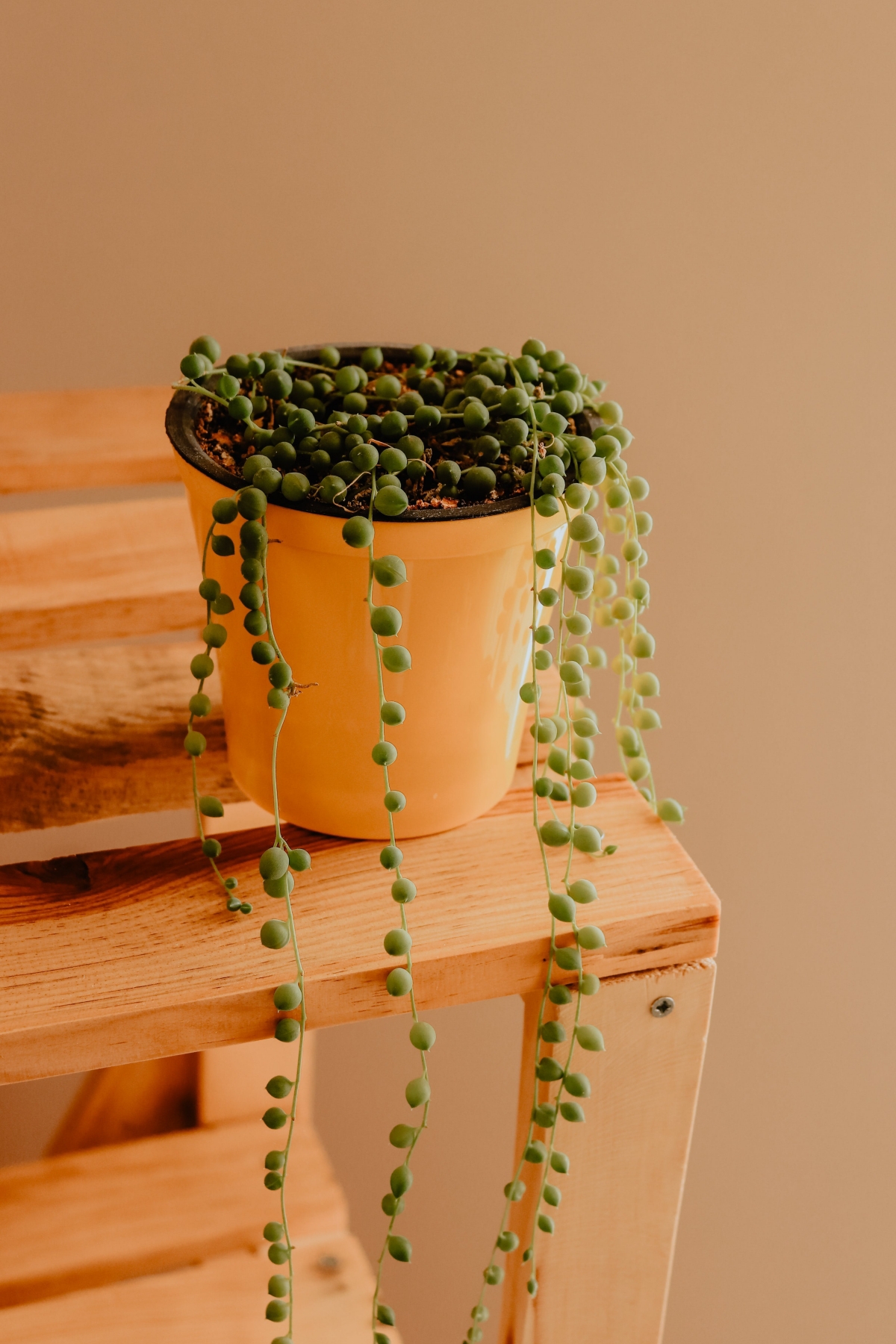 String of Pearls: How to Take Care of This Dainty Houseplant