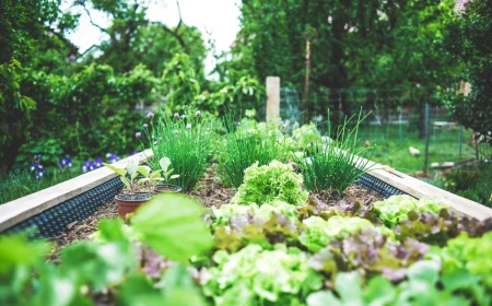 tips and tricks for planting in a raised bed