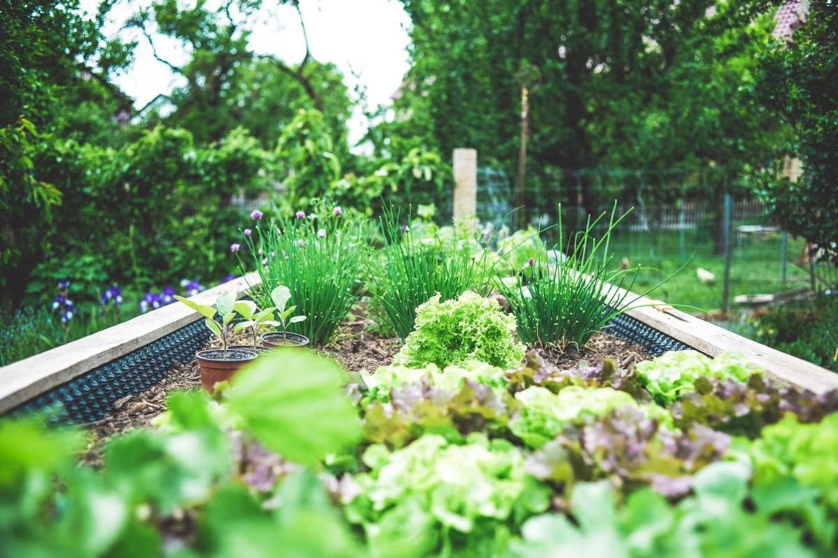 tips and tricks for planting in a raised bed