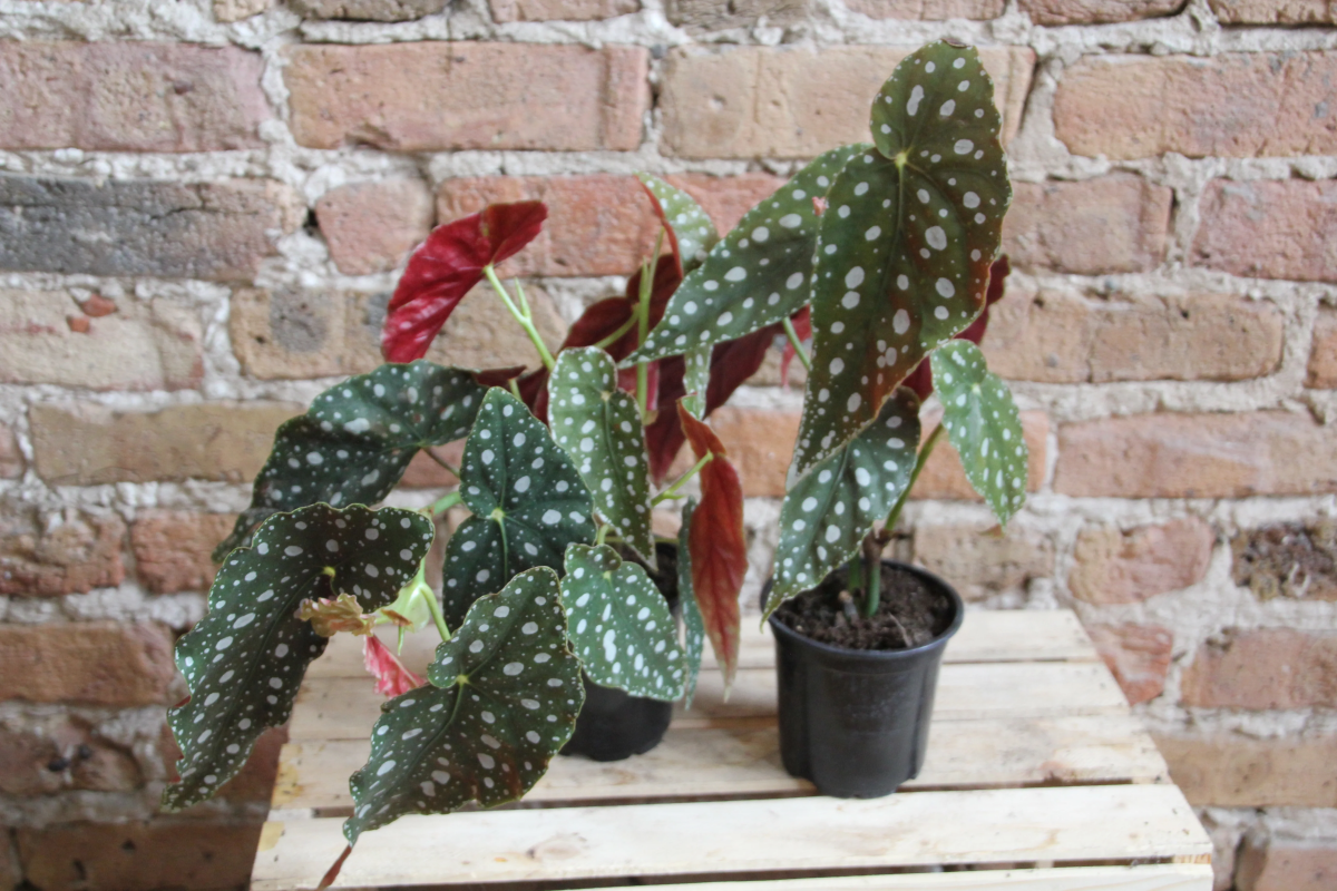 types of angel wing begonias.jpg