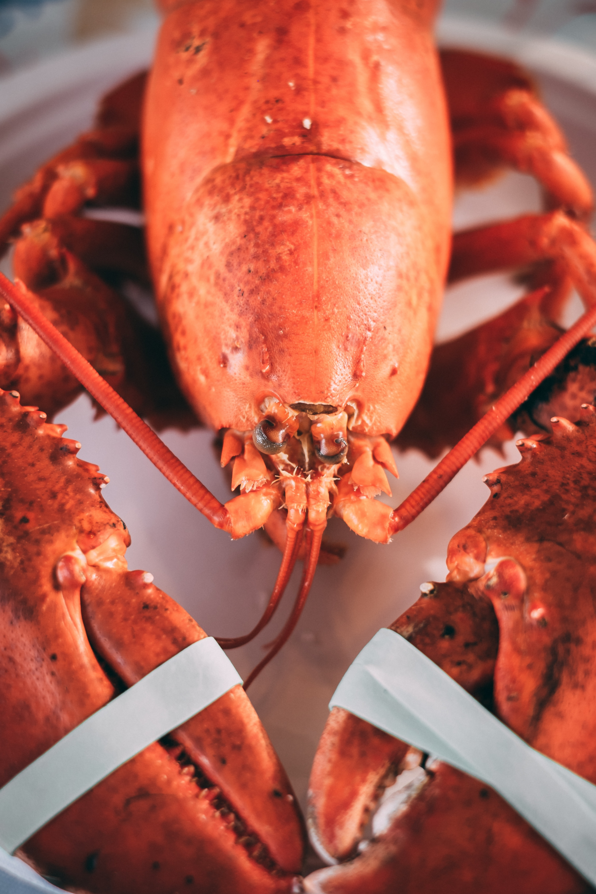 what not to eat on new years day lobster