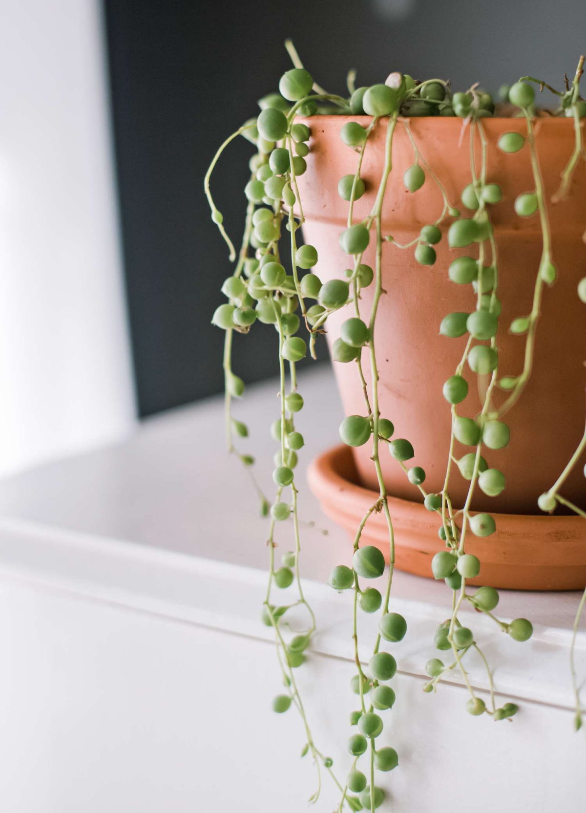 when to water string of pearls