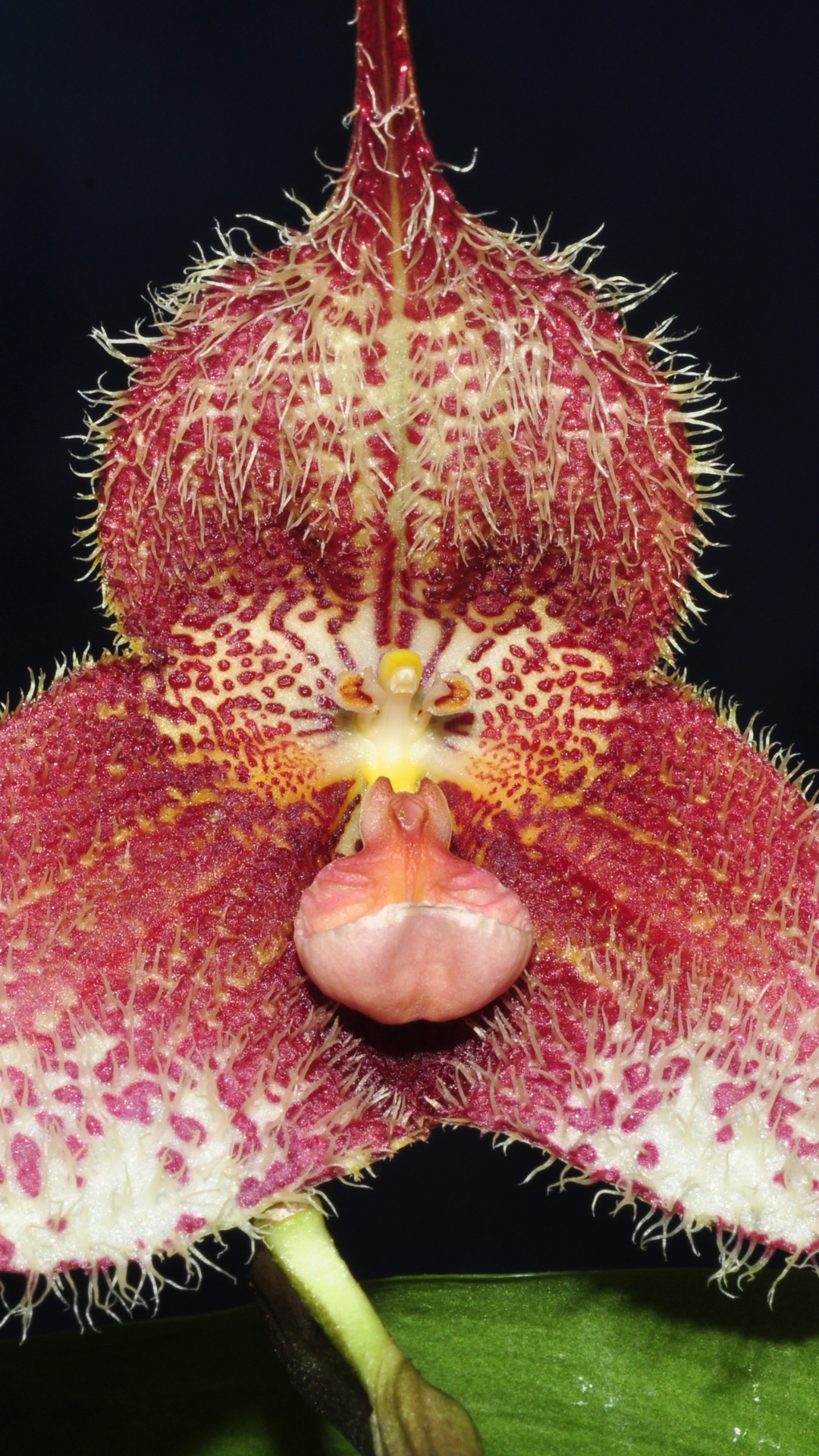 where do monkey face orchids grow.jpg