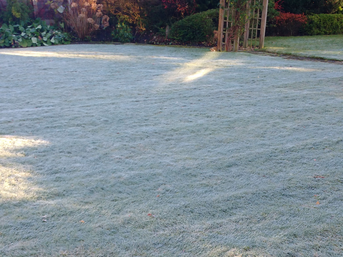 white lawn with frost