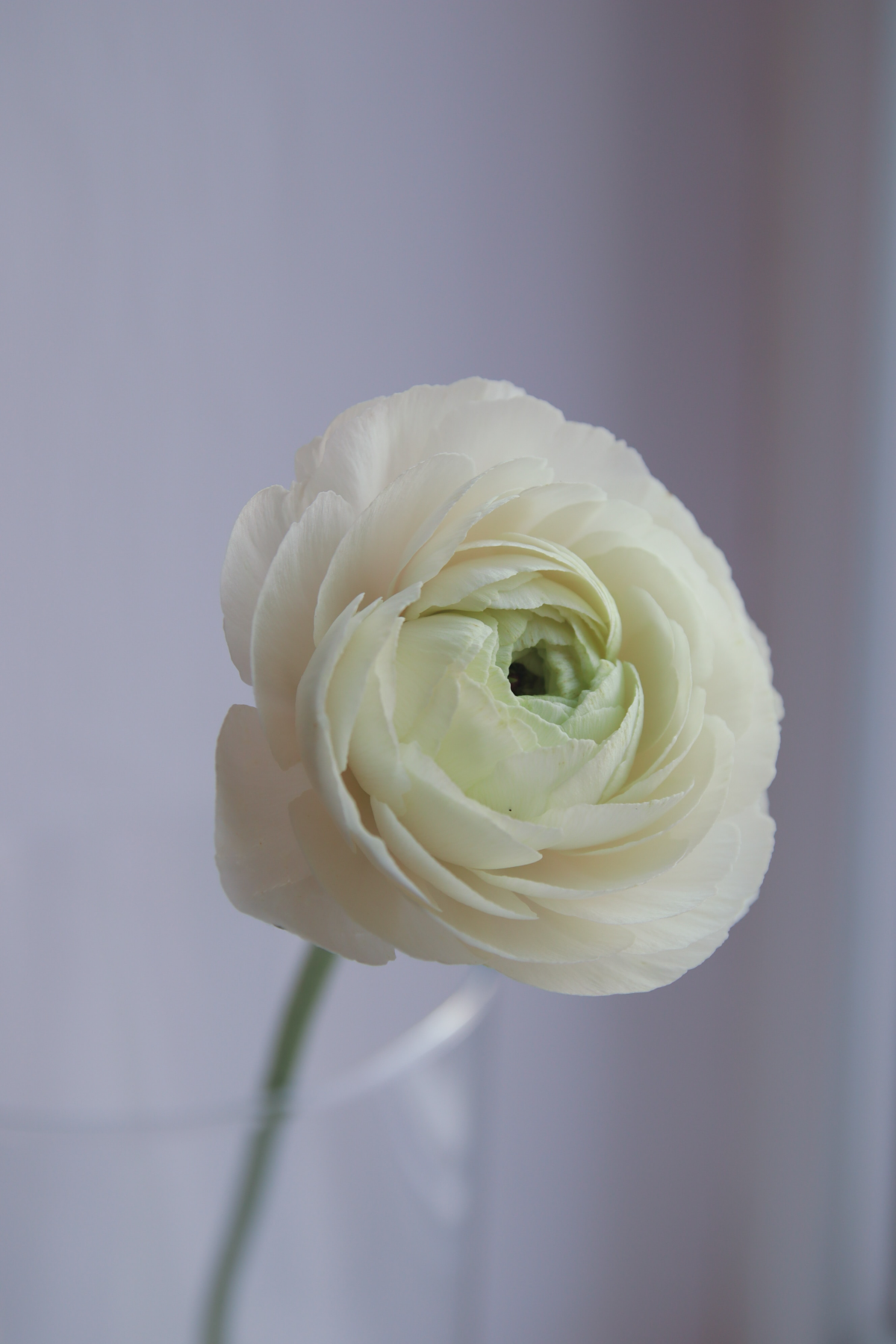 white single ranunculus flower