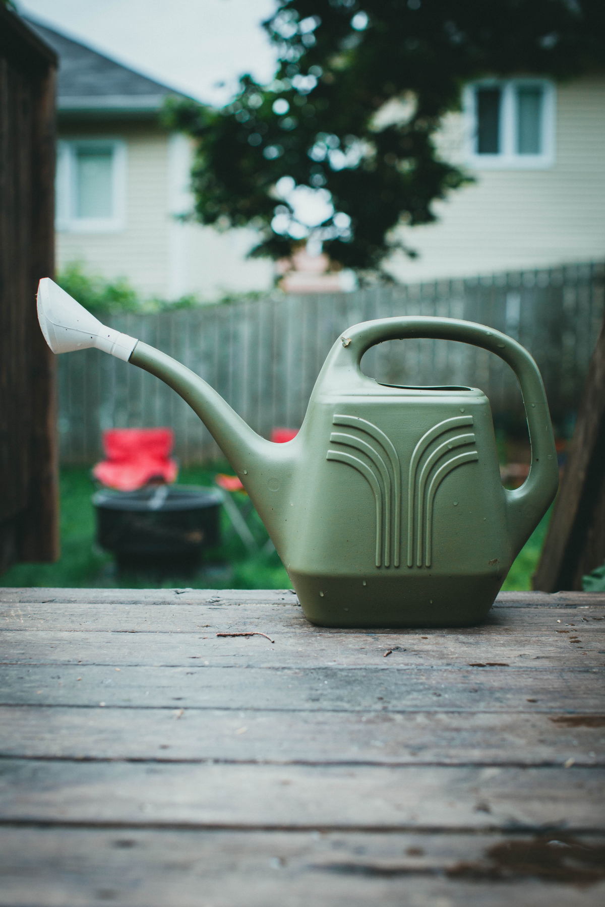 winter gem boxwood green watering can