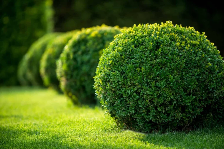 winter gem boxwood three shrubs