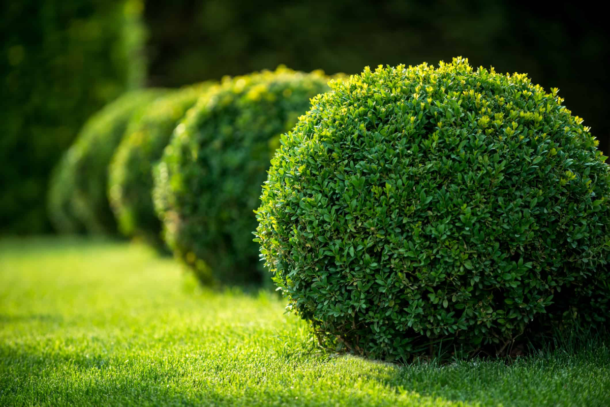 The Beautiful Winter Gem Boxwood: An Easy Care Guide
