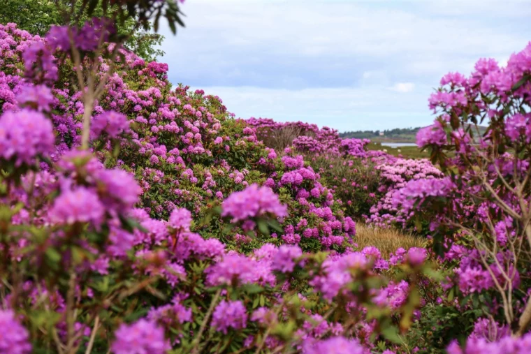 wintering rhododendron beautiful pink rhododendron flowers