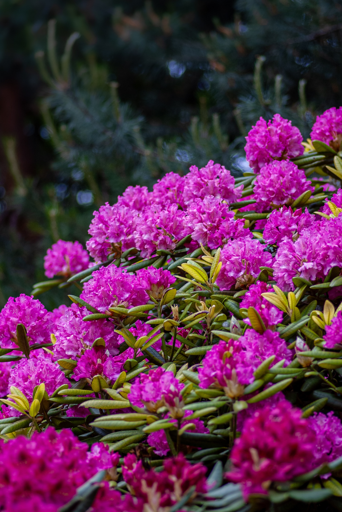 wintering rhododendron pink rhododendron bush