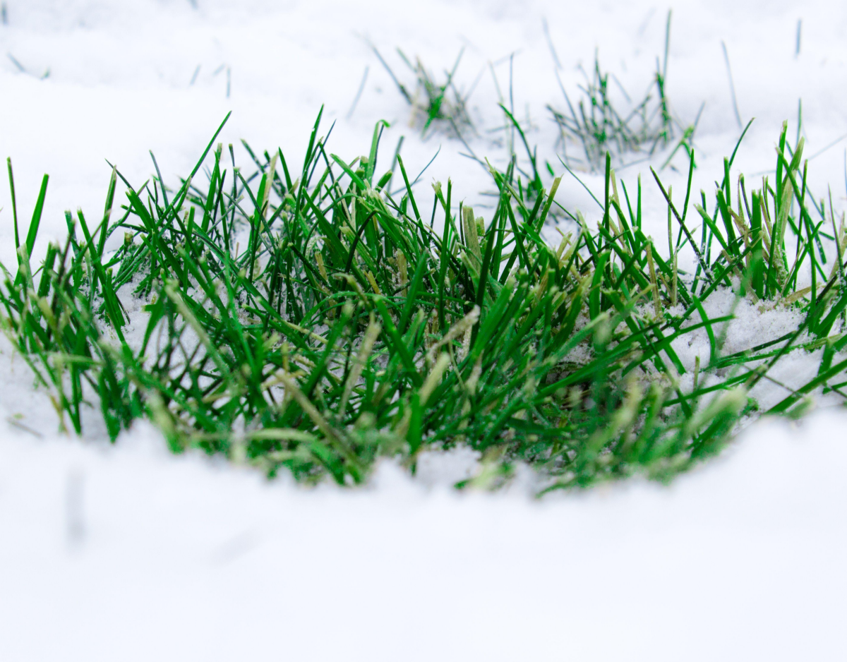 winterize lawn lawn during the winter with snow