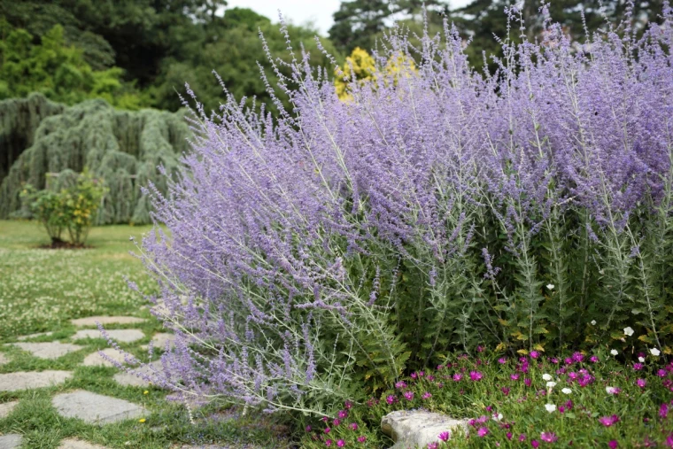 winterize russian sage russian sage with purple flowers