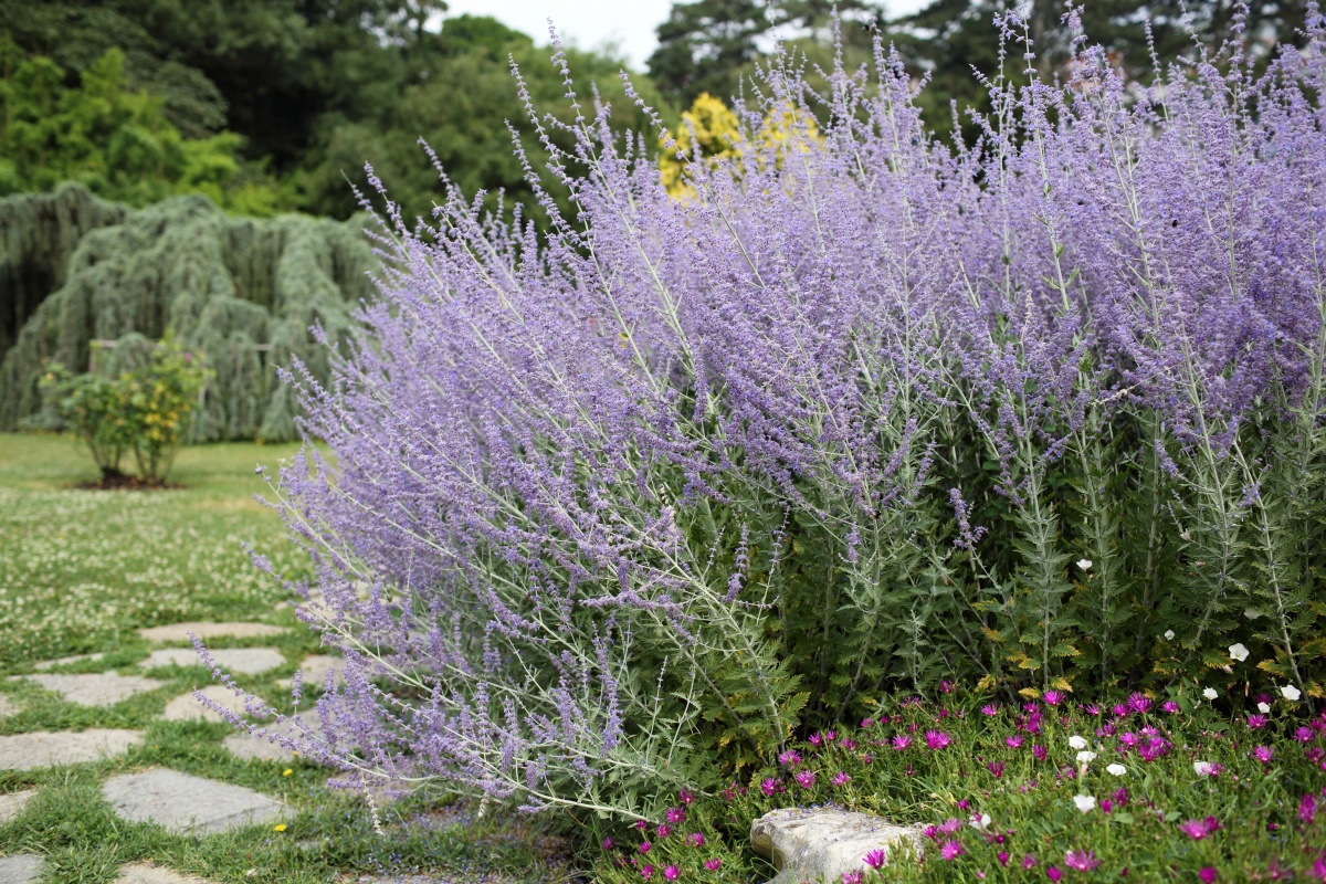 How To Winterize Russian Sage: Expert Tips For Protecting Your Plant