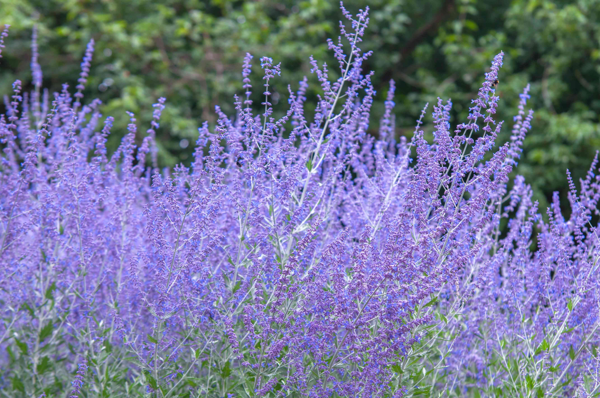 winterize russian sage sage with purple flowers