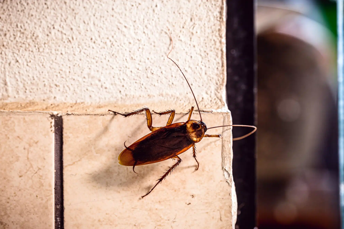 american cockroach palmetto bug on wall