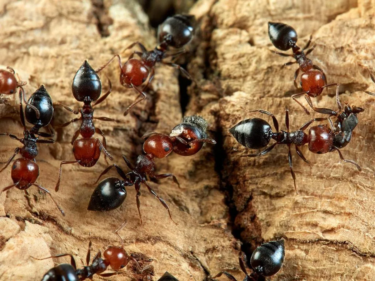 acrobat ants on wood