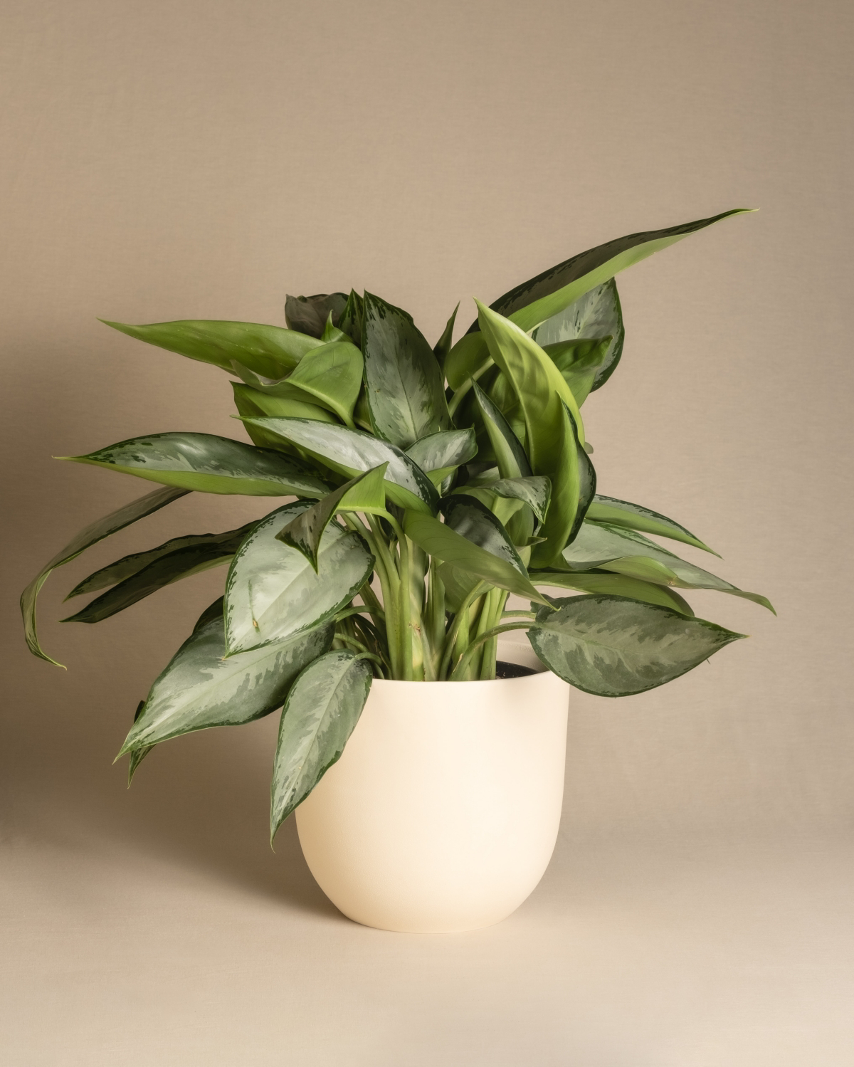 aglaonema safe for cats