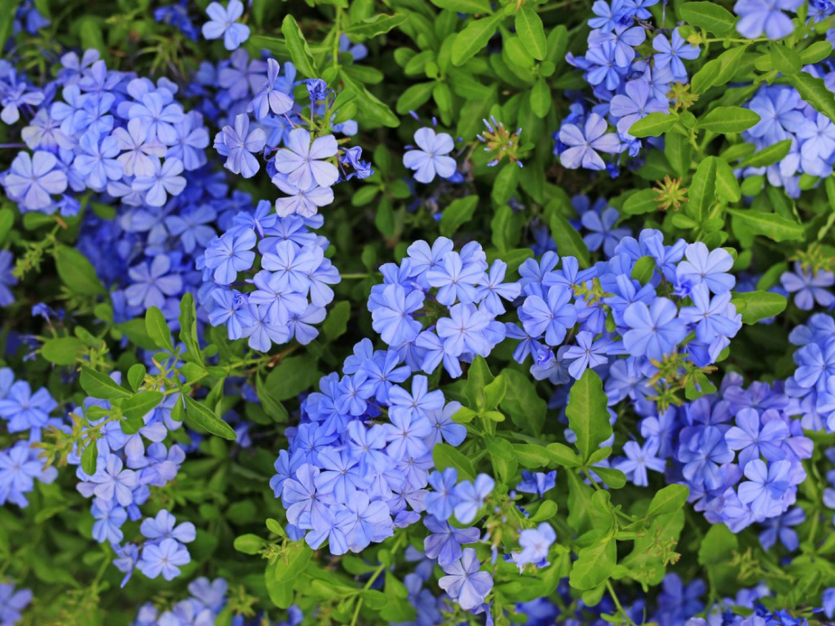 annuals with blue flowers