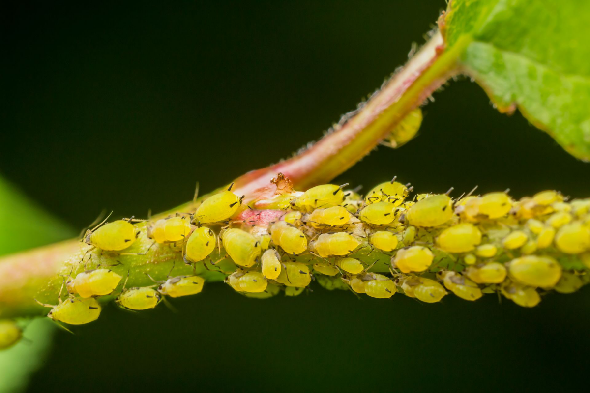 aphids on a stem